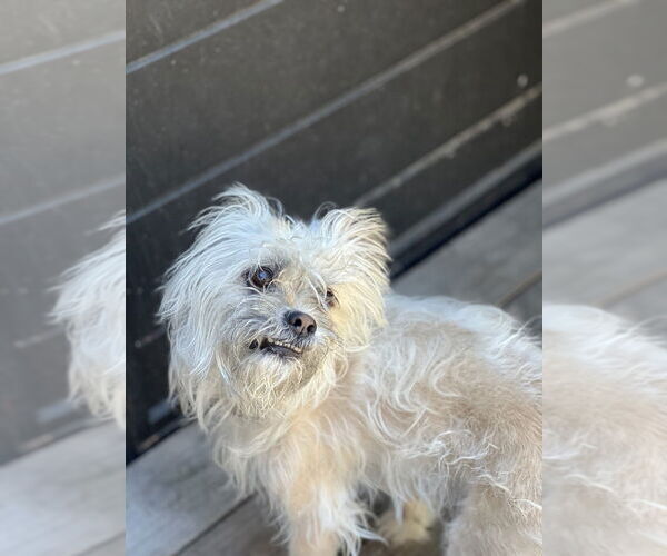 Medium Photo #4 Lhasa Apso Puppy For Sale in Dana Point, CA, USA