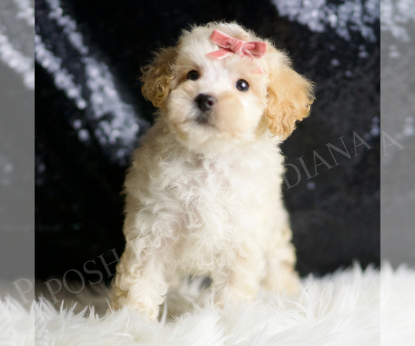 Medium Photo #3 Maltipoo Puppy For Sale in WARSAW, IN, USA