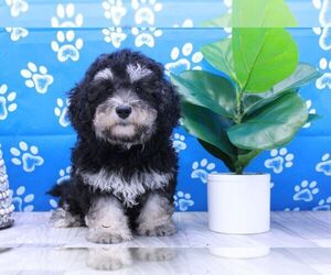 Bernedoodle Puppy for sale in MARIETTA, GA, USA