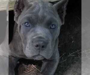 Cane Corso Litter for sale in DAYTON, OH, USA