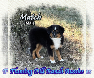 Miniature Australian Shepherd Puppy for Sale in FORESTBURG, Texas USA