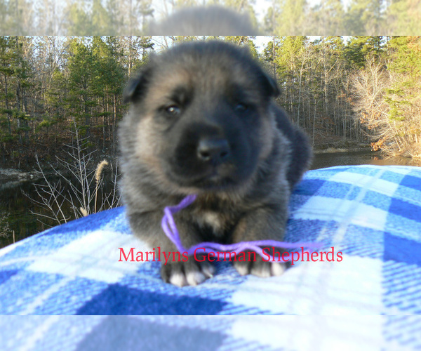 Medium Photo #1 German Shepherd Dog Puppy For Sale in PIEDMONT, MO, USA