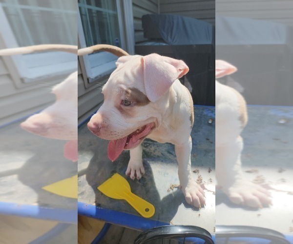 Medium Photo #4 American Bully Puppy For Sale in HARRISBURG, PA, USA