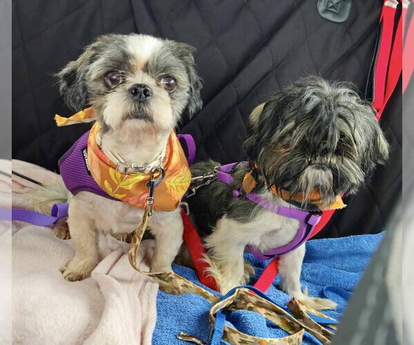 Medium Photo #10 Shih Tzu Puppy For Sale in Mount Laurel, NJ, USA