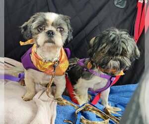 Ozzy - Male Shih Tzu Dog for Adoption - Photo #10