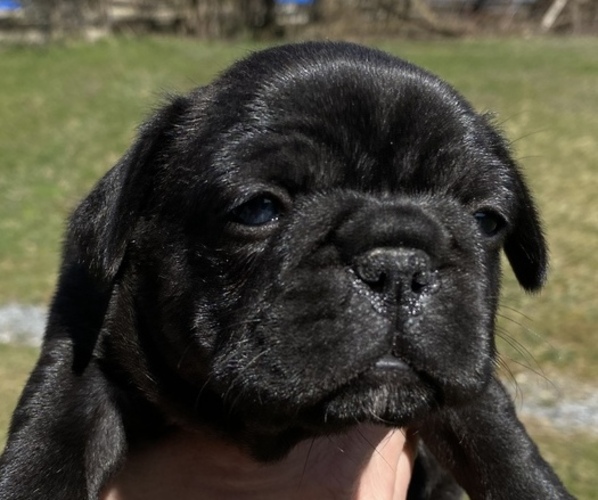 Medium Photo #1 French Bulldog Puppy For Sale in GOSHEN, NY, USA