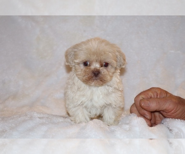 Medium Photo #4 Shih Tzu Puppy For Sale in DYERSBURG, TN, USA