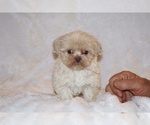 Small #3 Shih Tzu