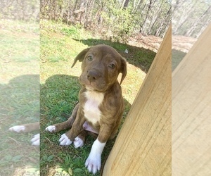 American Staffordshire Terrier-Australian Shepherd Mix Puppy for sale in DAHLONEGA, GA, USA