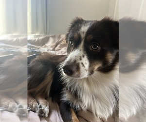 Mother of the Miniature American Shepherd puppies born on 03/20/2026