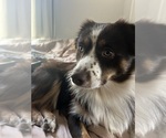 Small Photo #1 Miniature American Shepherd Puppy For Sale in BERLIN, MA, USA