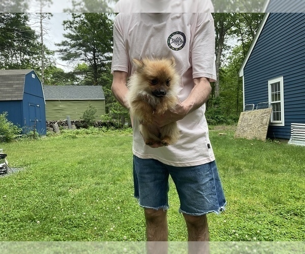 Medium Photo #1 Pomeranian Puppy For Sale in MIDDLEBORO, MA, USA