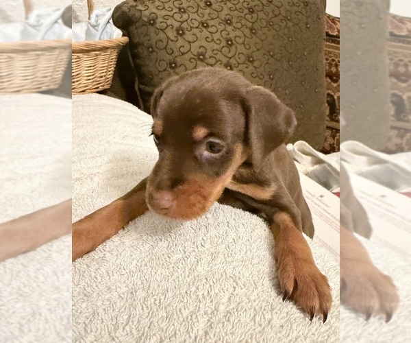 Medium Photo #1 Miniature Pinscher Puppy For Sale in LOS ANGELES, CA, USA