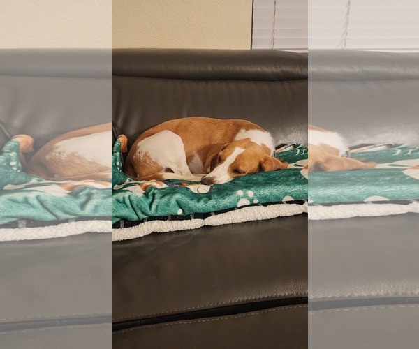 Medium Photo #4 Beagle Puppy For Sale in Tampa, FL, USA