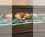 Small #3 Beagle