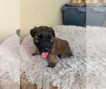 Small Photo #7 Soft Coated Wheaten Terrier Puppy For Sale in SAN DIEGO, CA, USA