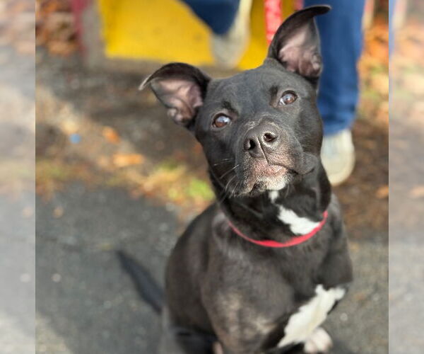 Medium Photo #2 Labrador Retriever-Unknown Mix Puppy For Sale in Canton, CT, USA