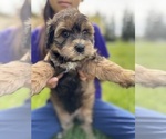 Small #7 Aussiedoodle