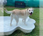 Small #3 Labrador Retriever Mix