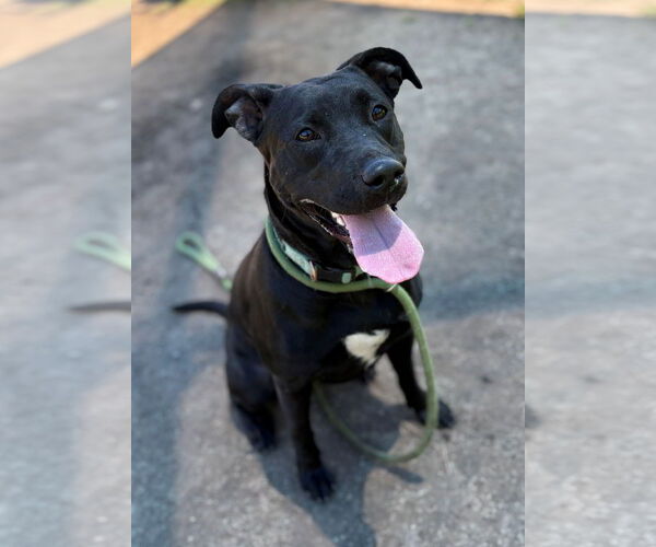 Medium Photo #2 Labrador Retriever-Unknown Mix Puppy For Sale in Virginia Beach, VA, USA