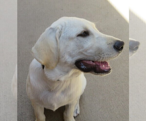 Medium Photo #8 Labrador Retriever Puppy For Sale in PLANO, TX, USA