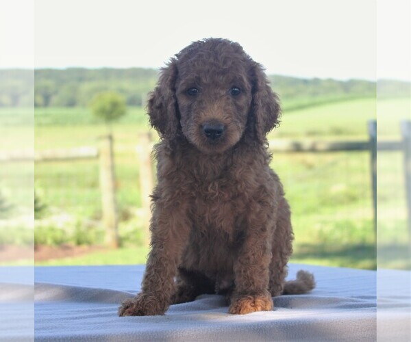 Medium Photo #5 Goldendoodle-Poodle (Standard) Mix Puppy For Sale in HONEY BROOK, PA, USA