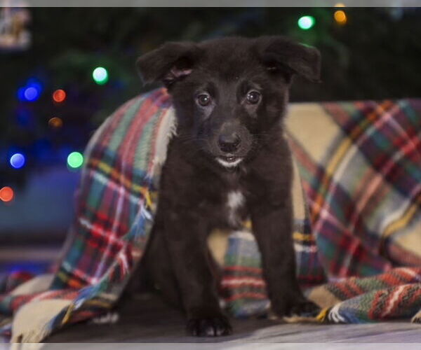 Medium Photo #8 Shepradors Puppy For Sale in Princeton, MN, USA