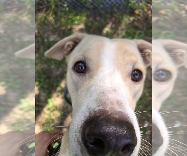 Medium Photo #3 Mutt Puppy For Sale in Jackson, MS, USA