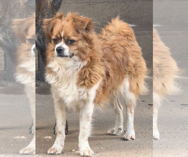 Medium Photo #5 Pekalier Puppy For Sale in Lake Elsinore, CA, USA