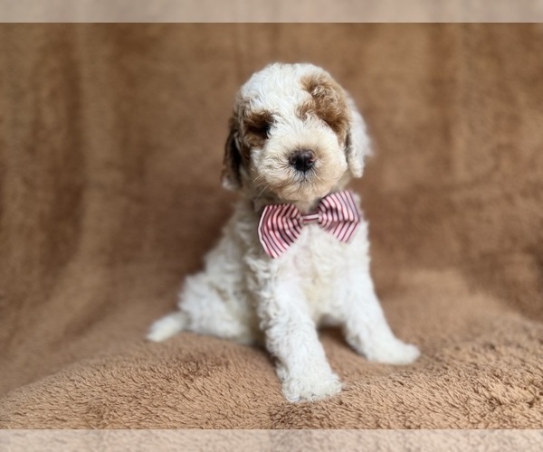 Medium Photo #7 Poodle (Miniature) Puppy For Sale in LAKELAND, FL, USA