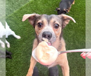 Buster - Male Chihuahua-Unknown Mix Dog for Adoption - Photo #3