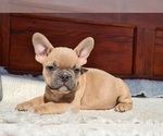 Small Photo #4 French Bulldog Puppy For Sale in MOUNTAIN PARK, OR, USA