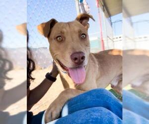 American Pit Bull Terrier Dogs for adoption in Bakersfield, CA, USA