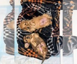 Small #3 Dachshund