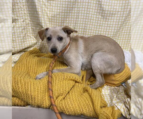Medium Photo #1 Chihuahua Puppy For Sale in Modesto, CA, USA