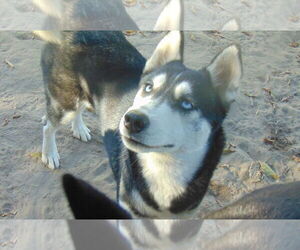 Myra - Female Siberian Husky Dog for Adoption - Photo #3