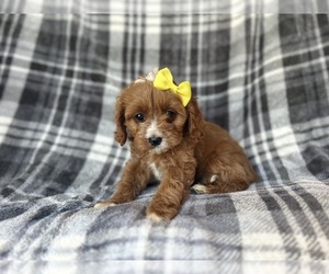 Cavapoo Puppy for sale in LAKELAND, FL, USA