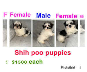 Shih-Poo Puppy for sale in DETROIT, MI, USA
