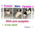 Small Shih-Poo