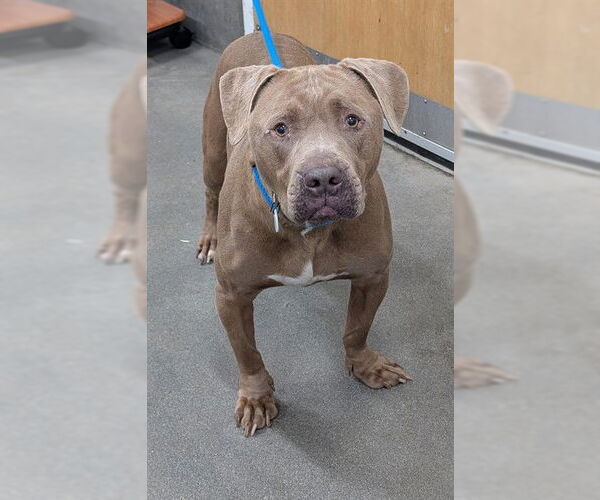 Medium Photo #1 Mutt Puppy For Sale in Forestville, MD, USA