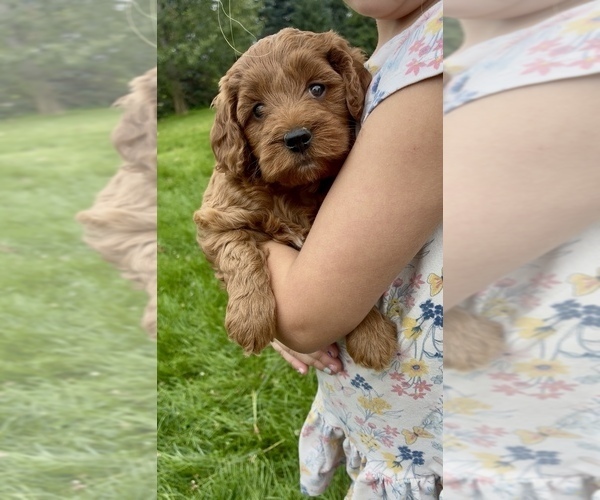 Medium Photo #14 Goldendoodle (Miniature) Puppy For Sale in RANDOLPH, WI, USA