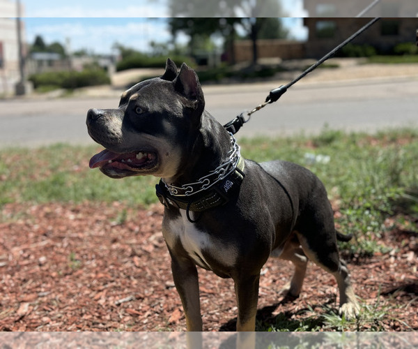 Medium Photo #5 American Bully Puppy For Sale in GREELEY, CO, USA