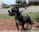 Small #4 American Bully
