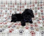 Small #3 Shih-Poo