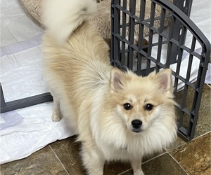 Mother of the Pomeranian puppies born on 10/13/2022