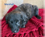 Small #2 Labrador Retriever Mix