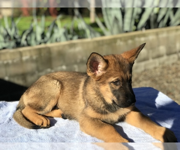 Medium Photo #4 German Shepherd Dog Puppy For Sale in VACAVILLE, CA, USA