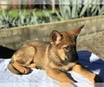 Small Photo #4 German Shepherd Dog Puppy For Sale in VACAVILLE, CA, USA