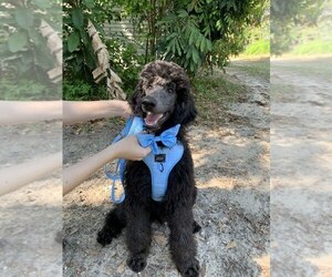 Poodle (Standard) Puppy for Sale in BROOKSVILLE, Florida USA