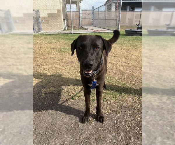 Medium Photo #2 Labrador Retriever-Unknown Mix Puppy For Sale in Corpus Christi, TX, USA